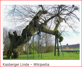 Kasberger Linde.PNG